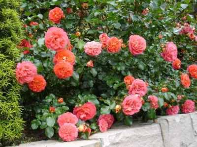 Фотография розы братьев Гримм с опцией изменения размера и формата
