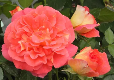 Красивое фото розы братьев Гримм в формате webp для загрузки