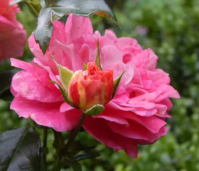 Изображение розы братьев Гримм с возможностью выбора качества и размера
