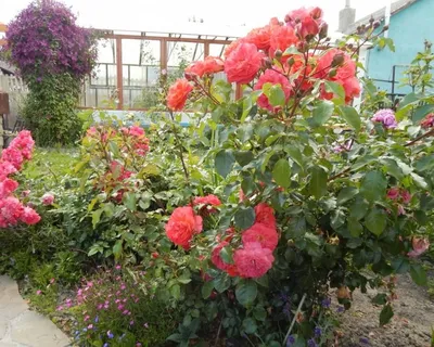Фото розы братьев Гримм в формате jpg и различных форматах для скачивания