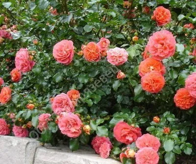 Картинка розы братьев Гримм с выбором размера и формата изображения