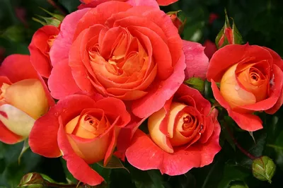 Изображение розы братьев Гримм с выбором формата: jpg, png, webp