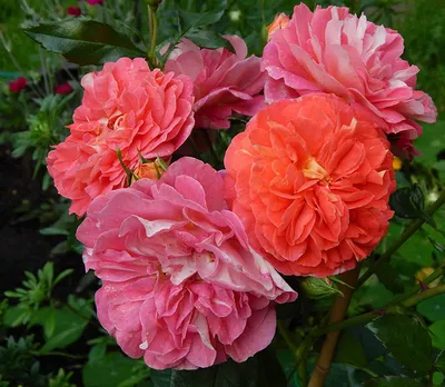 Фото розы братьев Гримм с возможностью выбора размера и формата
