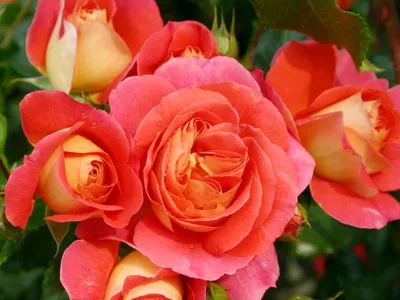 Картинка розы братьев Гримм в формате webp для загрузки