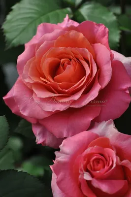 Размеры и форматы: выберите идеальный вариант для скачивания фото розы