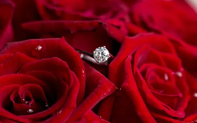 Фотка розы бриллиант: скачайте и насладитесь ею