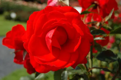 Удивительные кадры: фотография розы бриллиант