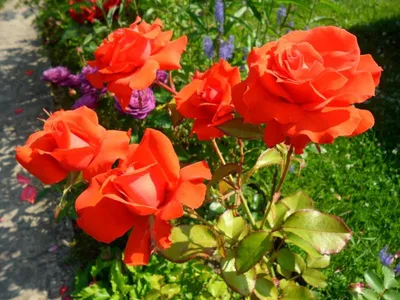 Красота природы: уникальные фото розы бриллиант