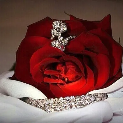 Роза бриллиант: фотография, которая станет великолепным фоном
