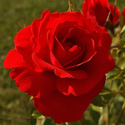 Фото розы бриллиант: выберите размер и скачайте бесплатно
