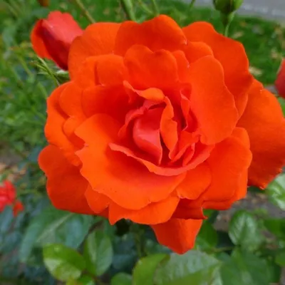 Фотка розы бриллиант: скачайте и насладитесь яркими цветами