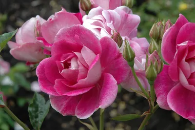 Фото розы бриллиант: сохраните эту красоту на свое устройство
