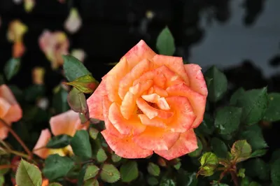 Нежная и элегантная: фотография розы бриллиант