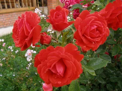 Фотография розы бриллиант в высоком разрешении