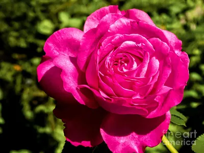 Очаровательные цветы: фото розы бриллиант
