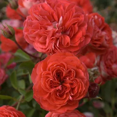 Соберите букет: фотка розы бриллиант