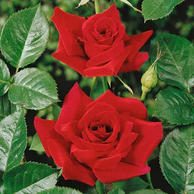 Фото розы бургунд 81 в стиле макрофотографии
