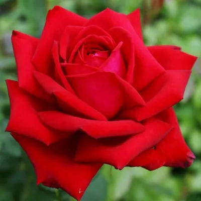 Картинка розы бургунд 81 в солнечном свете