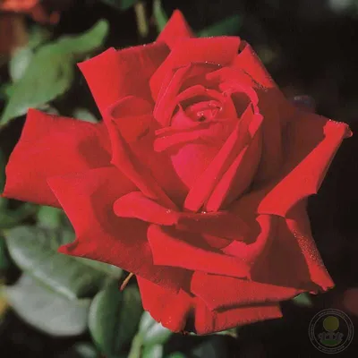 Фотка розы бургунд 81 с игрой света и теней