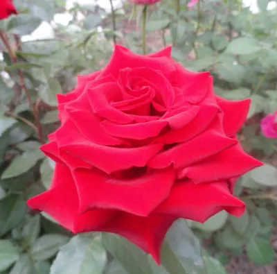 Картинка розы бургунд 81 с мокрыми лепестками