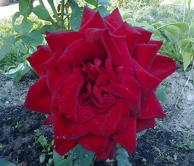 Изображение розы бургунд 81 с росными каплями