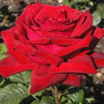 Фото розы бургунд 81 в формате jpg большого размера