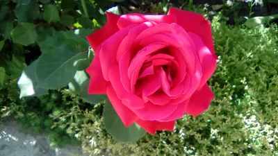 Изображение розы бургунд 81 в формате webp для быстрой загрузки