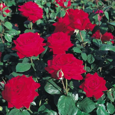 Фотка розы бургунд 81 с высоким разрешением для печати
