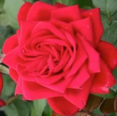 Изображение розы бургунд 81 в ярких цветах