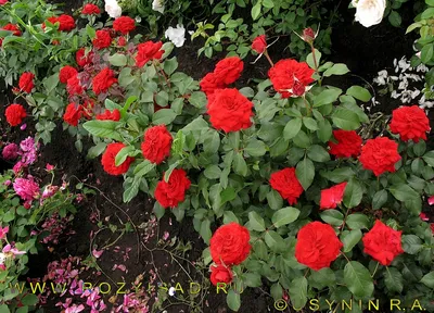 Фотка розы бургунд 81 с фокусировкой на центре