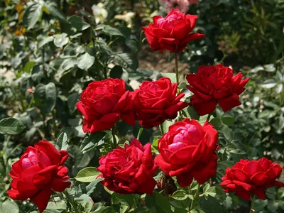 Картинка розы бургунд 81 в сепия-стиле