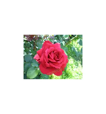 Картинка розы бургунд 81 в формате png с наклоном