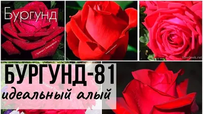 Изображение розы бургунд 81 в формате webp с оригинальной цветовой гаммой