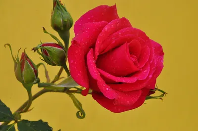 Изящное изображение бутона розы - доступные форматы для скачивания