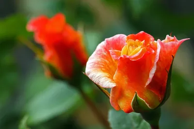 Великолепная фотография бутона розы - выберите нужный формат изображения