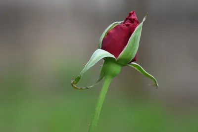 Превосходное фото бутона розы - доступны различные форматы для скачивания