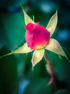 Чарующее изображение бутона розы - доступные форматы для скачивания