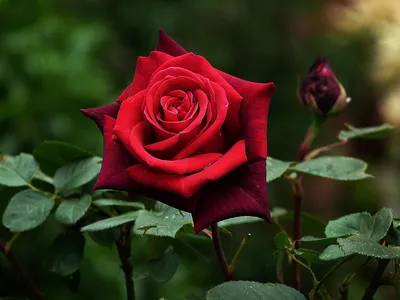 Прекрасные оттенки бутона розы на фото - доступные размеры и форматы для скачивания