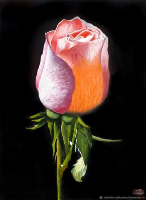 Удивительные оттенки бутона розы на фото - выберите нужный формат изображения