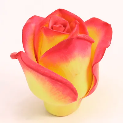 Изысканные оттенки бутона розы на фото - доступные размеры и форматы для скачивания
