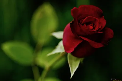 Уникальное изображение бутона розы - доступные форматы для скачивания
