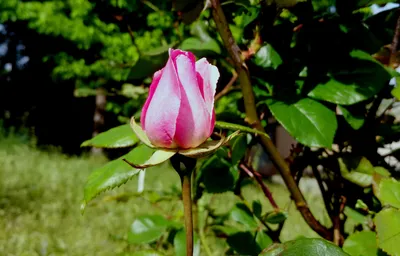 Изумительное изображение бутона розы - доступные размеры и форматы для скачивания