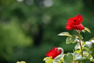Красивая фотография бутона розы - выберите нужный формат изображения
