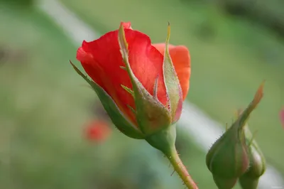 Привлекательные оттенки бутона розы на фото - доступные размеры и форматы для скачивания