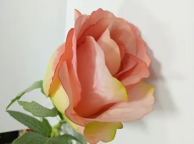 Очаровательная картинка бутона розы - доступны форматы jpg, png и webp