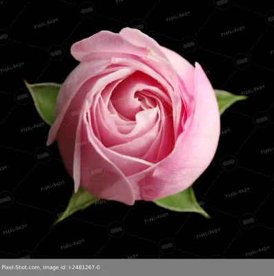 Впечатляющая фотография бутона розы - выберите желаемый размер и формат