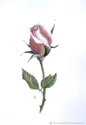 Красивое фото розового бутона - доступны форматы jpg, png и webp