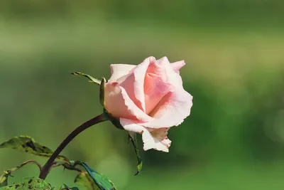 Привлекательная картинка бутона розы - выберите подходящий размер изображения