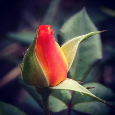 Фото пышного бутона розы - доступные форматы для скачивания