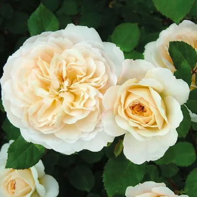 Роза чайковский в формате jpg на странице Розы